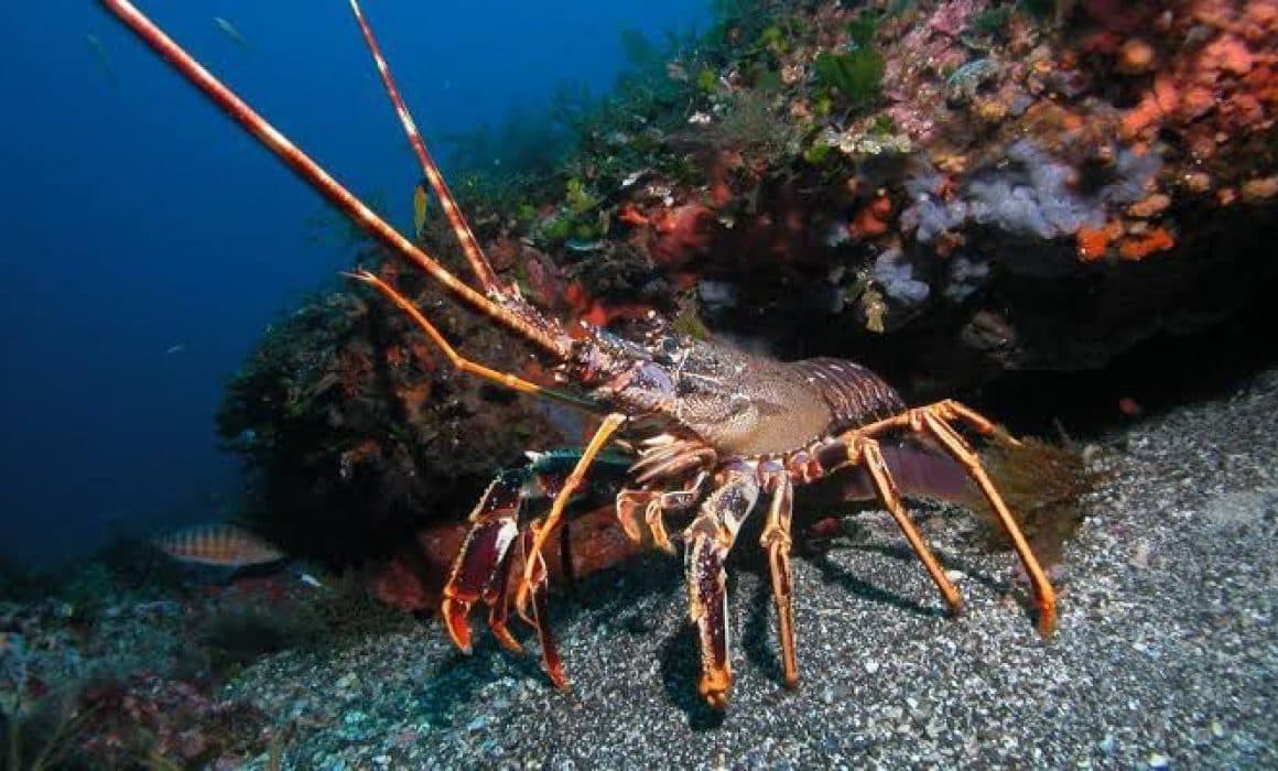 Con veda garantizan reproducción de ostión y langosta en Zihuatanejo