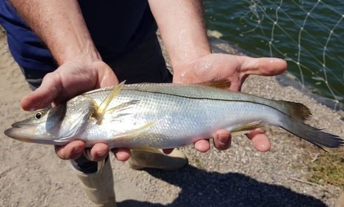 Se mantiene la pesca ilegal en Coatzacoalcos