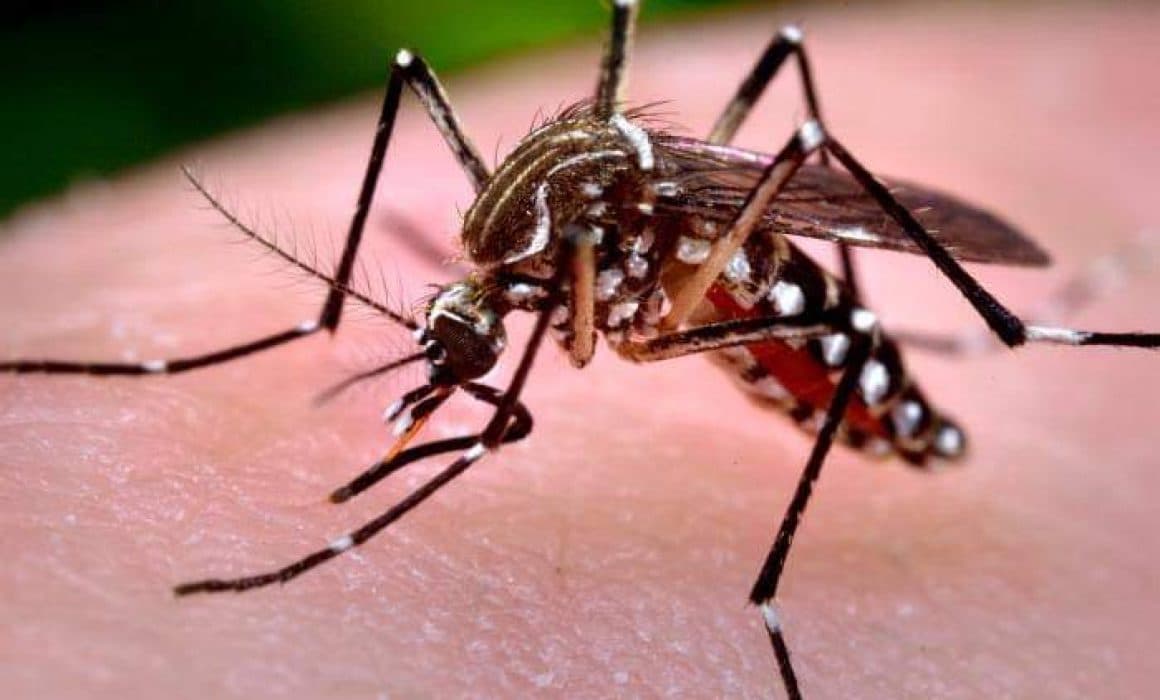 En Xalapa se registran 300 casos de dengue