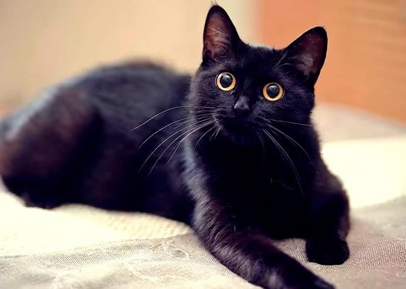 Vida de gatitos negros y blancos está en riesgo durante octubre