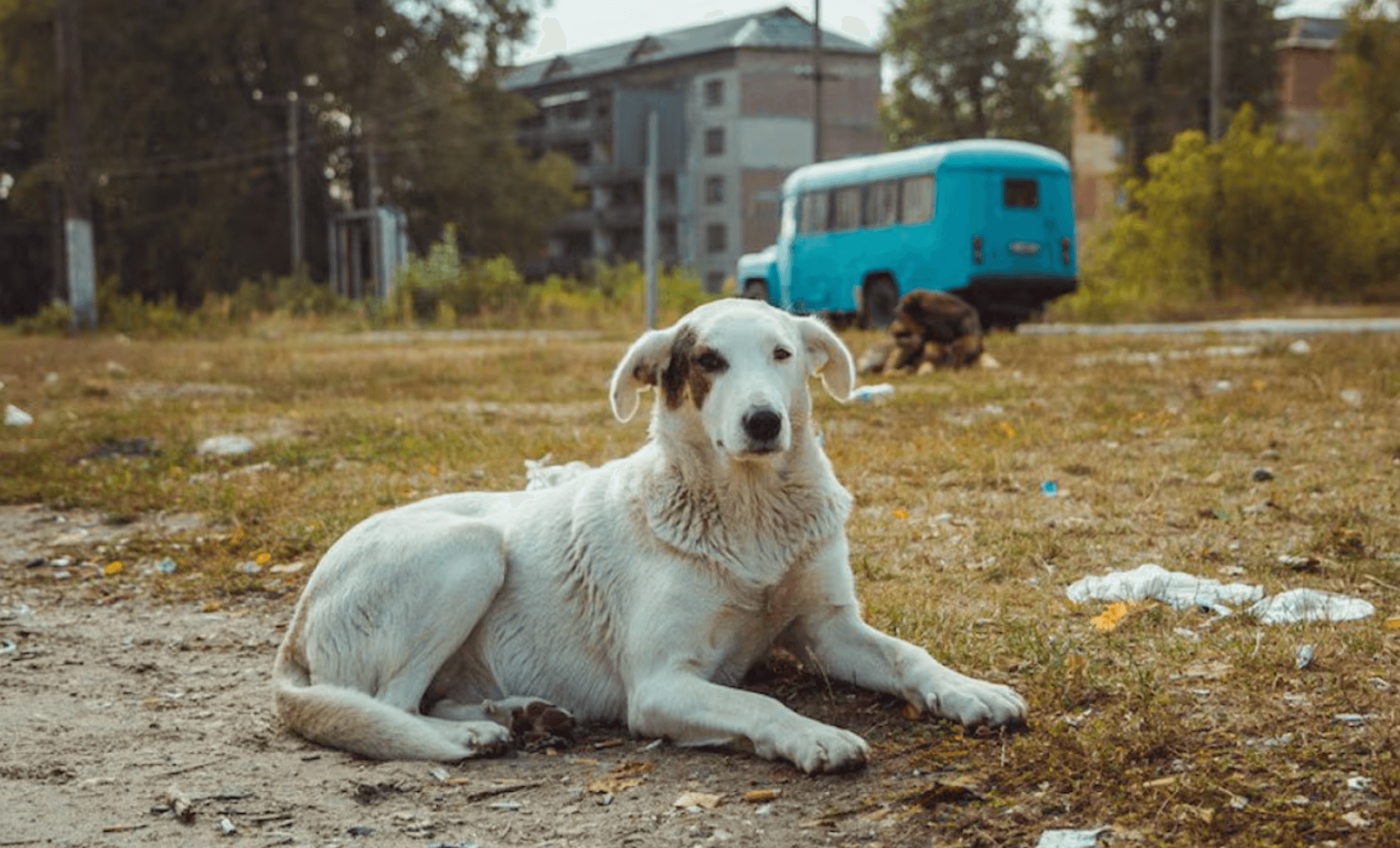 Chernóbil: un legado inesperado en el mundo canino