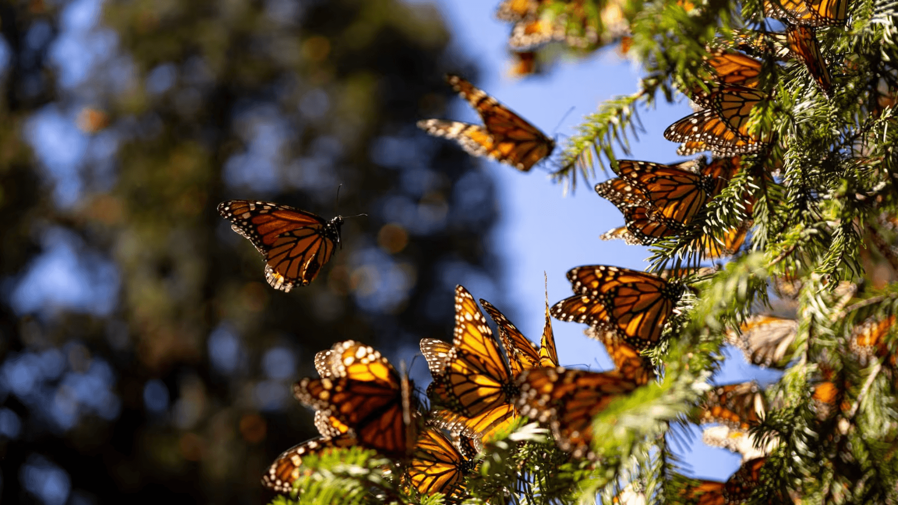 Santuarios de la mariposa monarca, una experiencia única en invierno