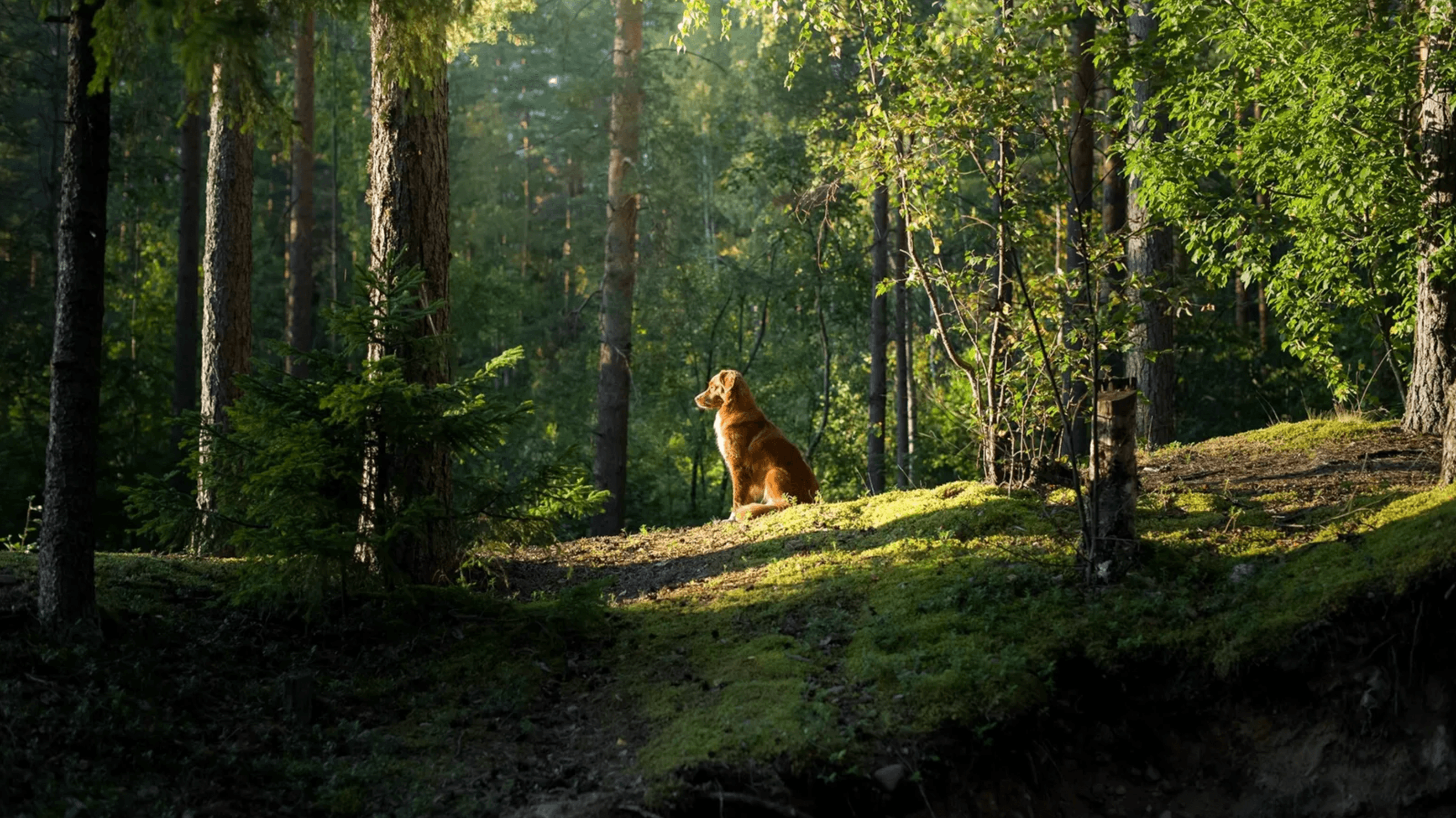 La ciencia detrás de los perros que encuentran el camino a casa