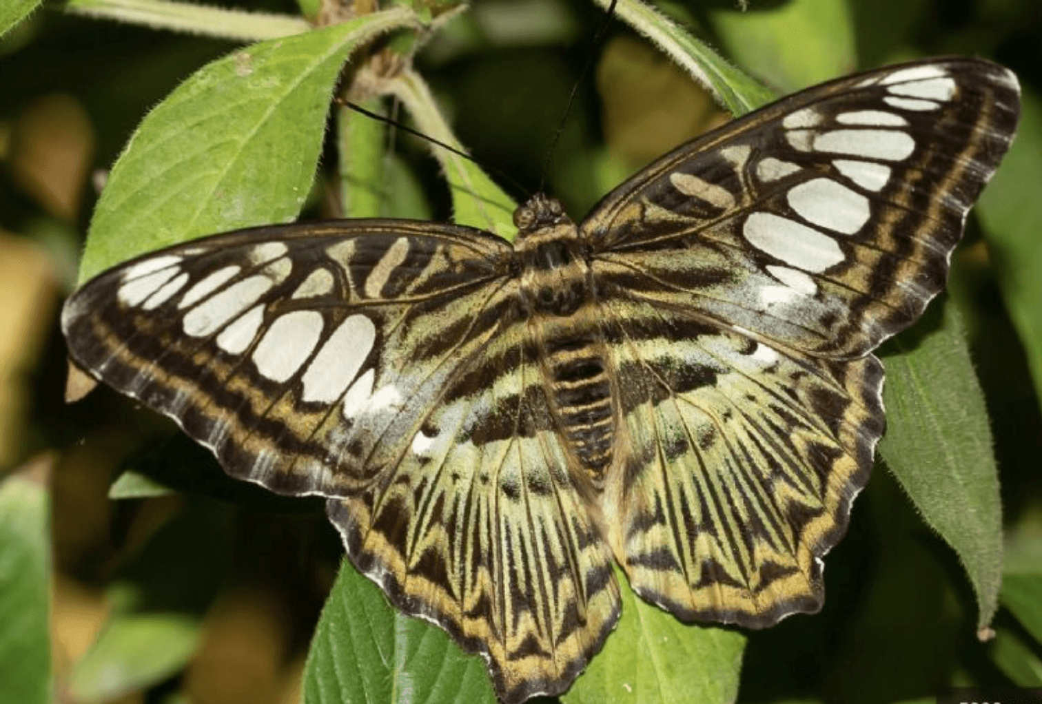 Niño muere en Brasil tras inyectarse una mariposa muerta por un reto viral