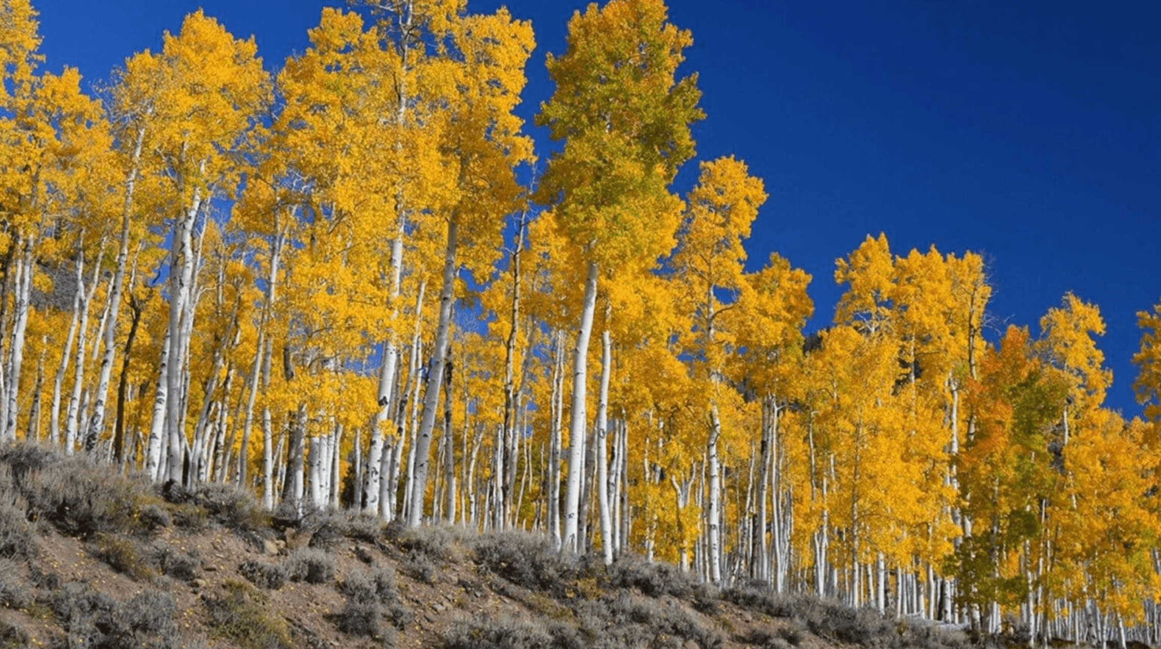 El bosque clonal de Pando en Utah enfrenta una crisis irreversible