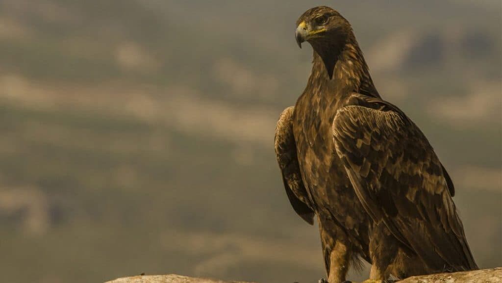 Tres especies en San Luis Potosí al borde de la extinción