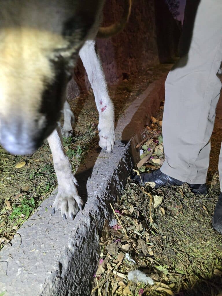 Perro herido es rescatado en Río Santiago en SLP