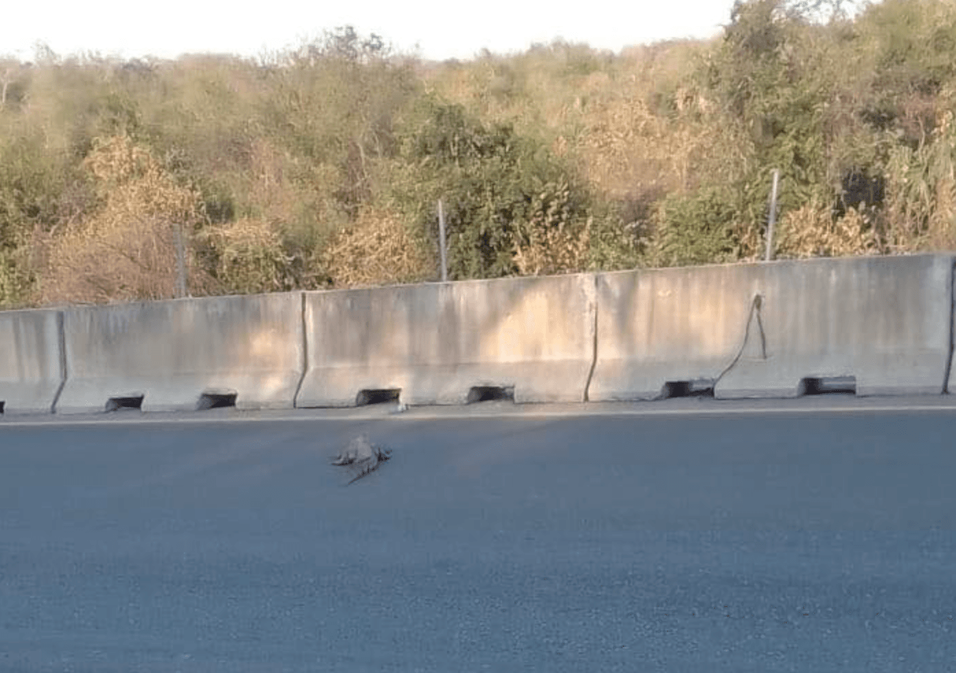 Fauna de la Huasteca potosina busca refugio ante incendios forestales