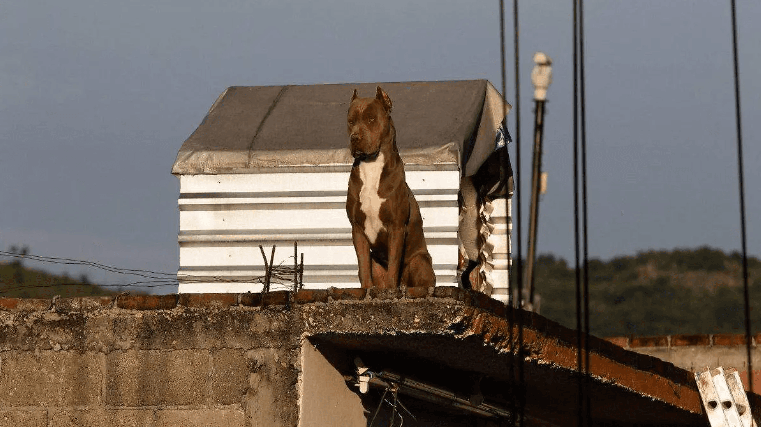 Casos de maltrato animal en Soledad bajan a la mitad en abril