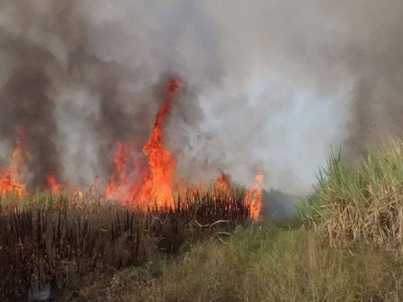 Multas de hasta 500 UMAS por quemas de caña sin permiso en Ciudad Valles
