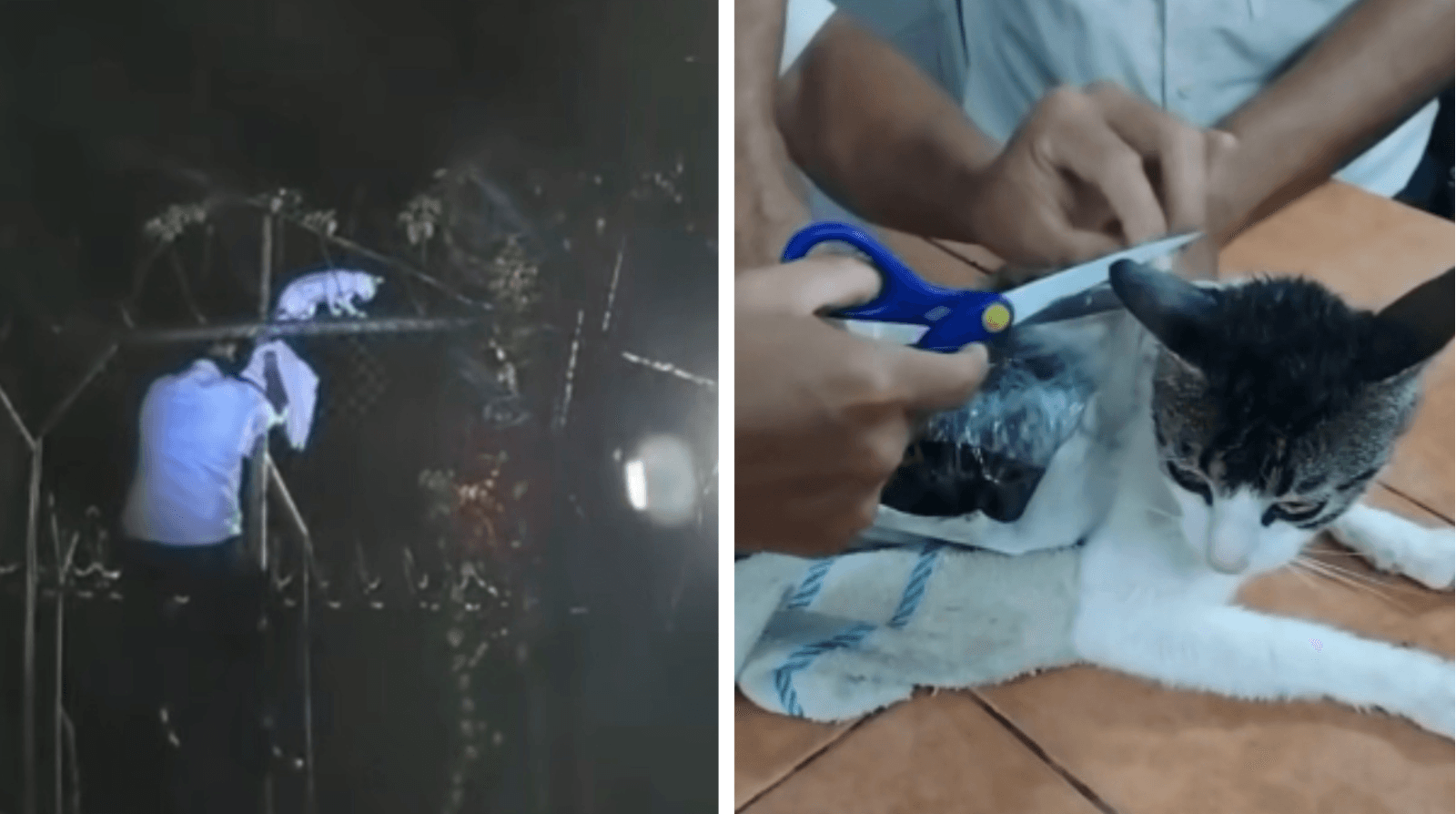 Gato con droga es interceptado antes de ingresar a una prisión en Costa Rica