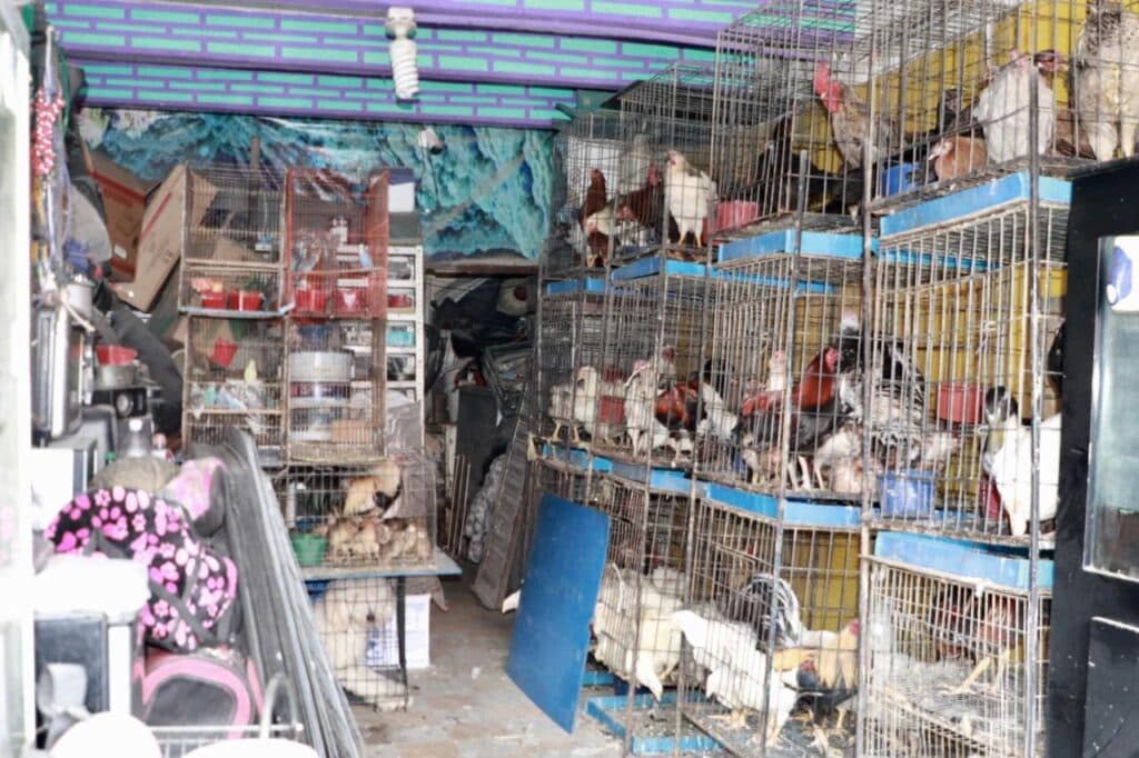 Clausura Ayuntamiento Capitalino local sin licencia con animalitos maltratados