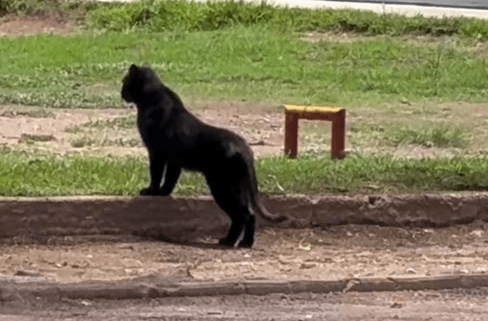Graban a presunta cría de pantera deambulando por el parque Tangamanga I
