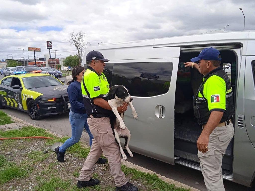 Salva policía vial a perrito atropellado en la carretera 57