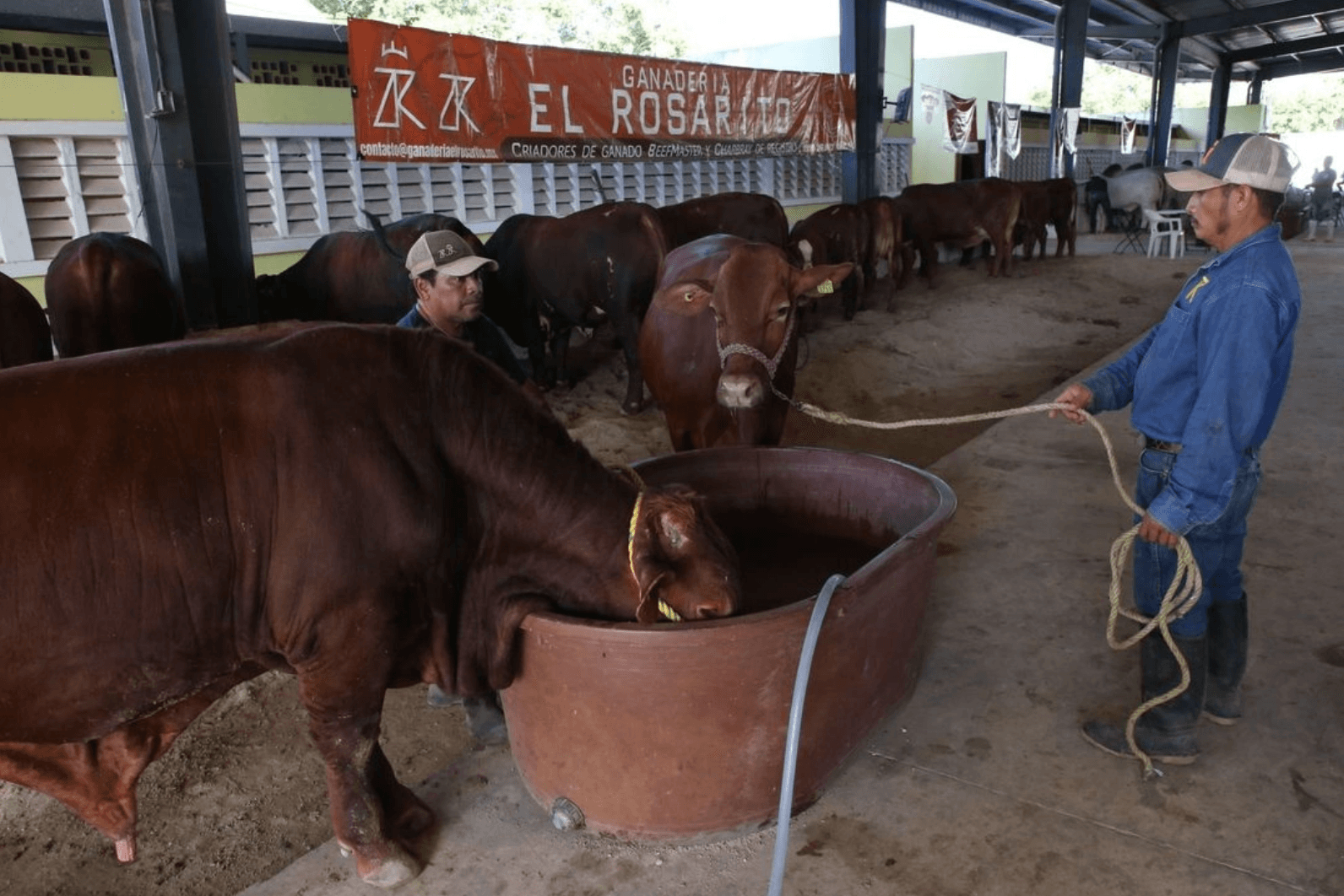 Confirman 5 nuevos casos de gusano barrenador en humanos