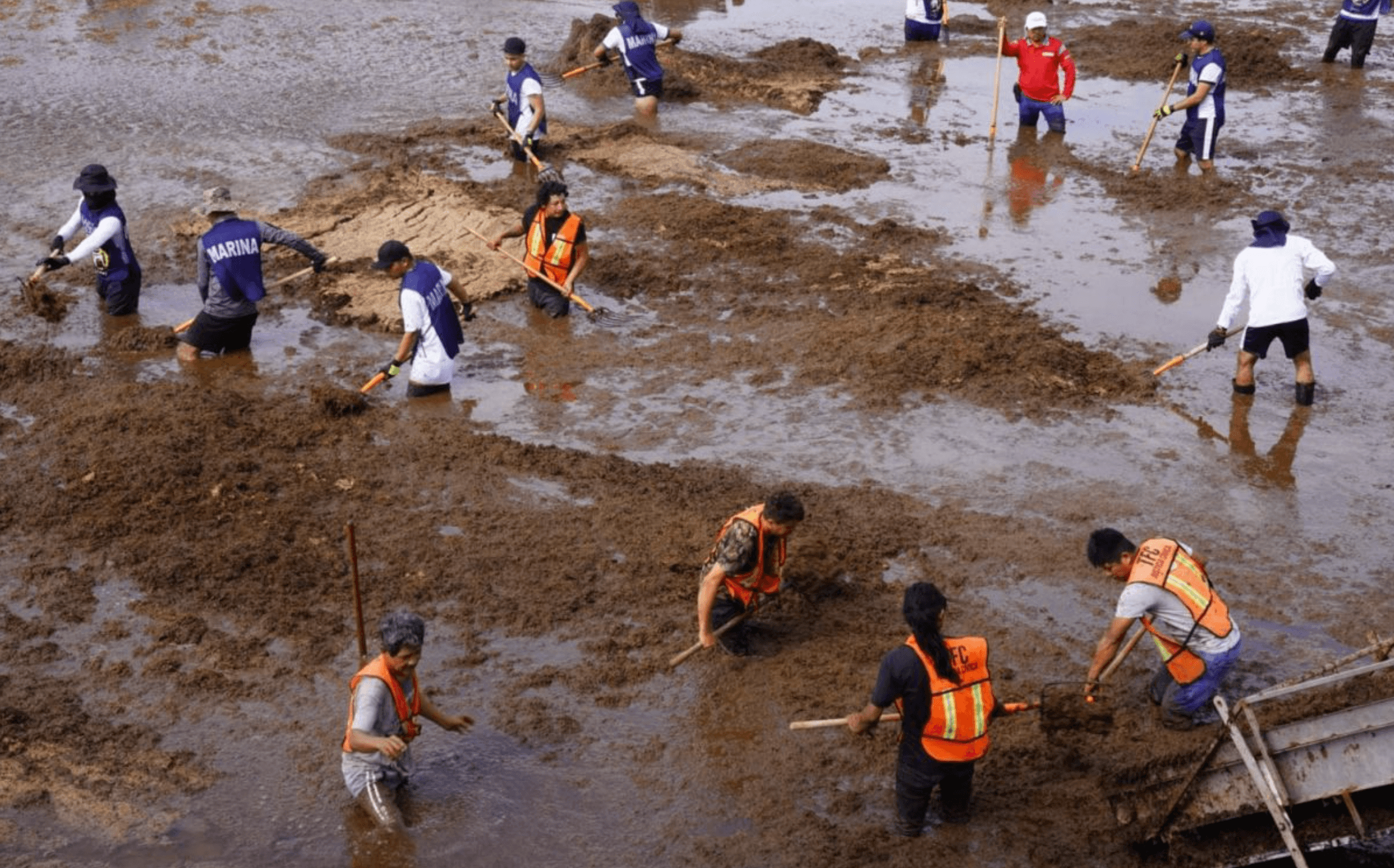 Sargazo en el Caribe mexicano: más algas, menos vida y agua contaminada