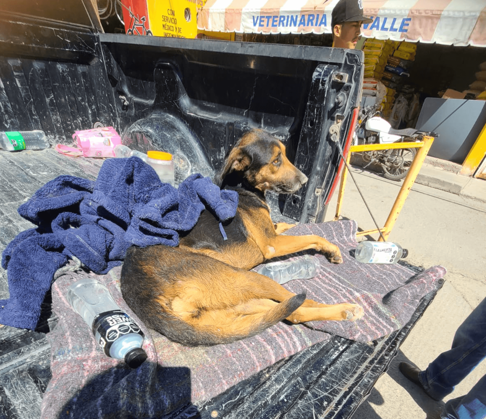 Detectan muerte de perros por presunto envenenamiento en Salinas de Hidalgo