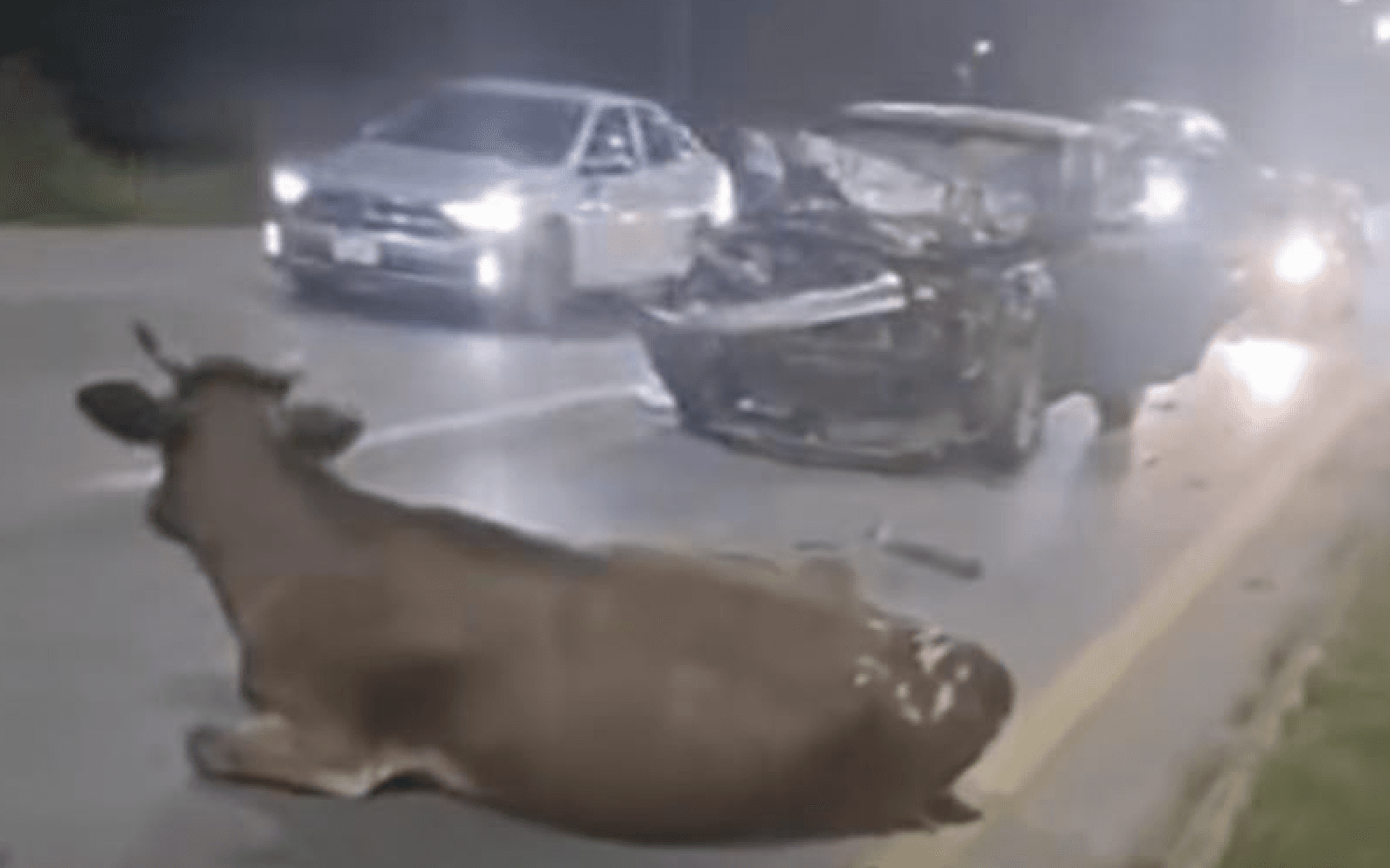 Accidente en carretera a Rioverde deja heridos a conductor y una vaca