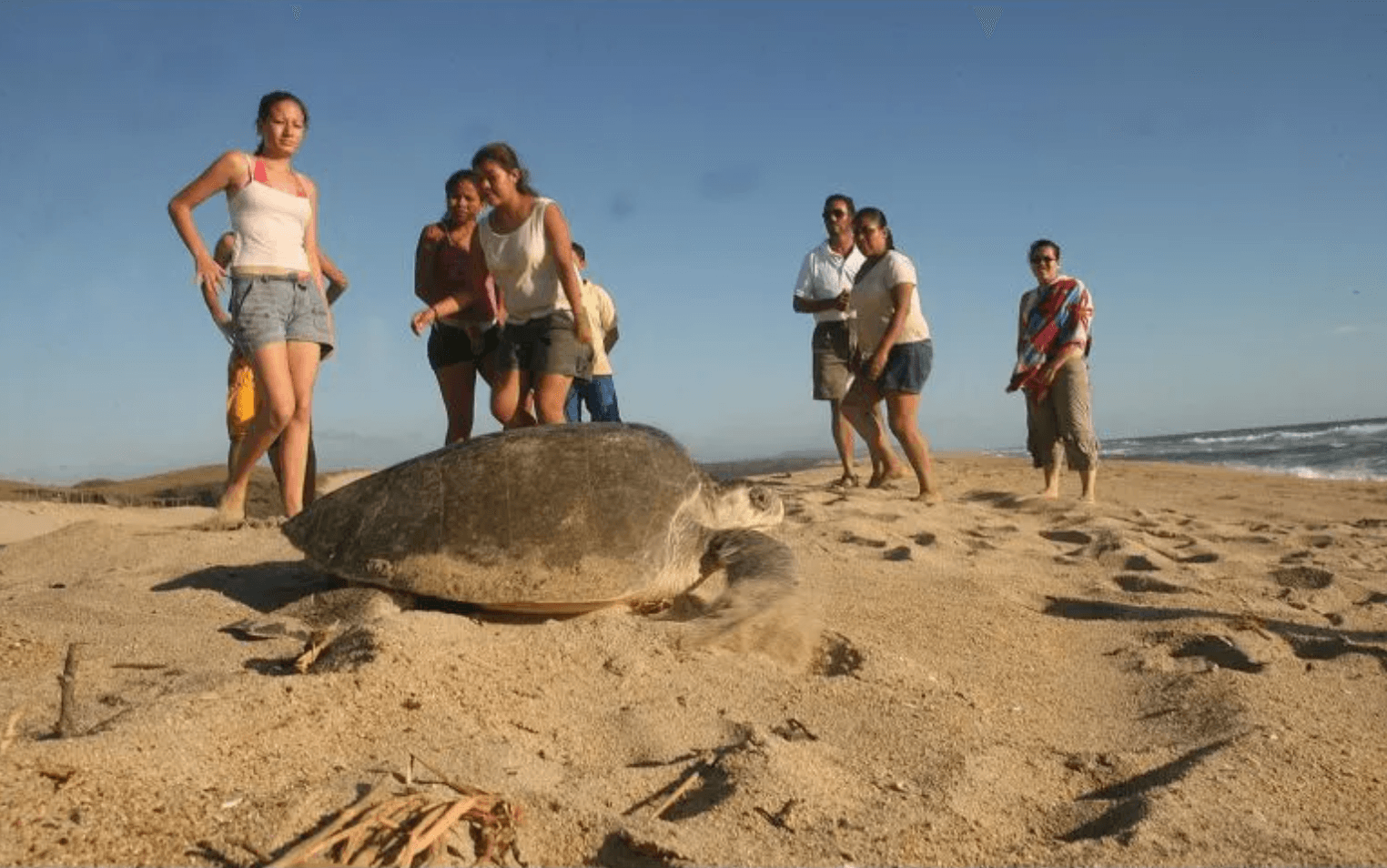 Contaminación afecta a playas de Vallarta y Acapulco antes del verano