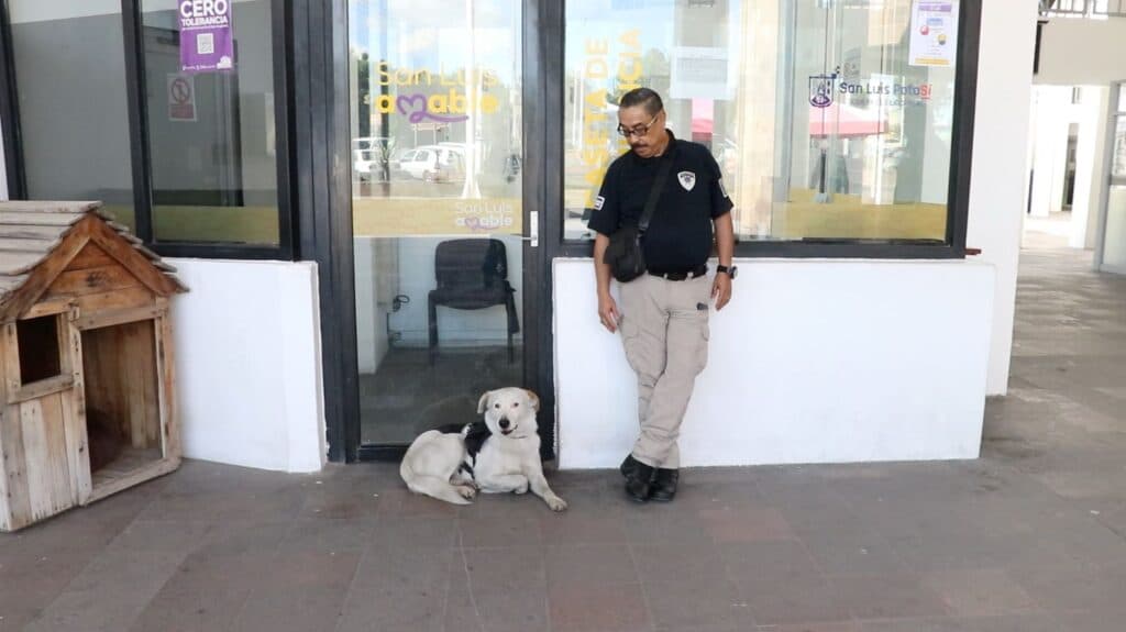 Cadete, el perrito rescatado por la SSPC, cumple un año como parte del cuerpo policial