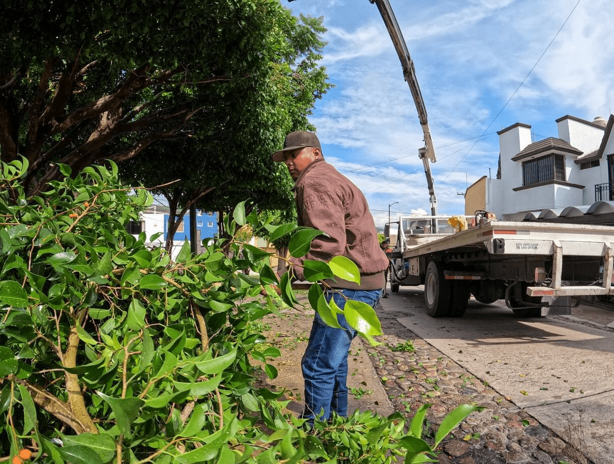 Emprende Municipio acciones para regular labores de poda
