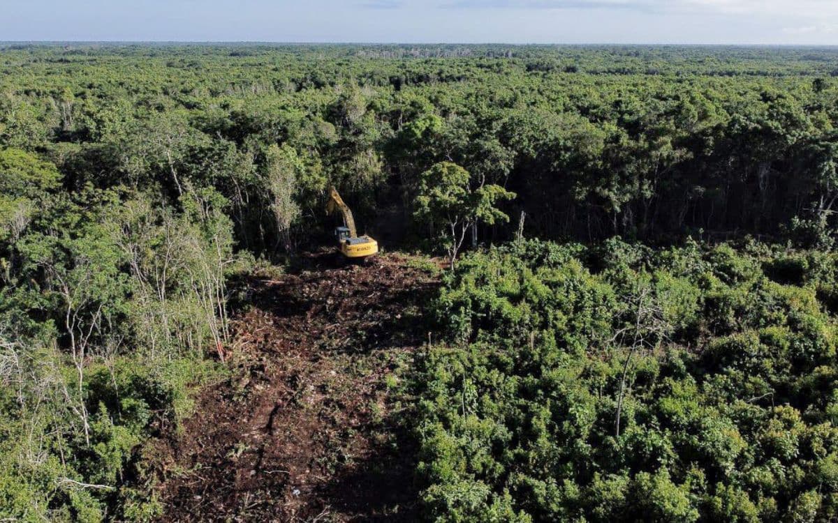 Rechaza Greenpeace autorización de nuevo ecocidio para construcción del Tren Maya