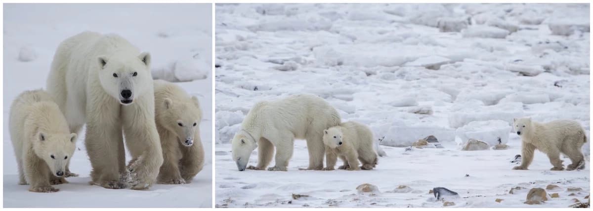 Registran inusual adopción entre osos polares en Canadá