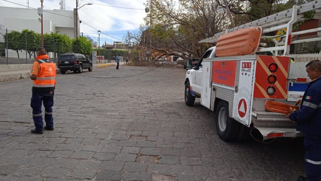 Ráfagas de viento derriban árbol en el Centro Histórico