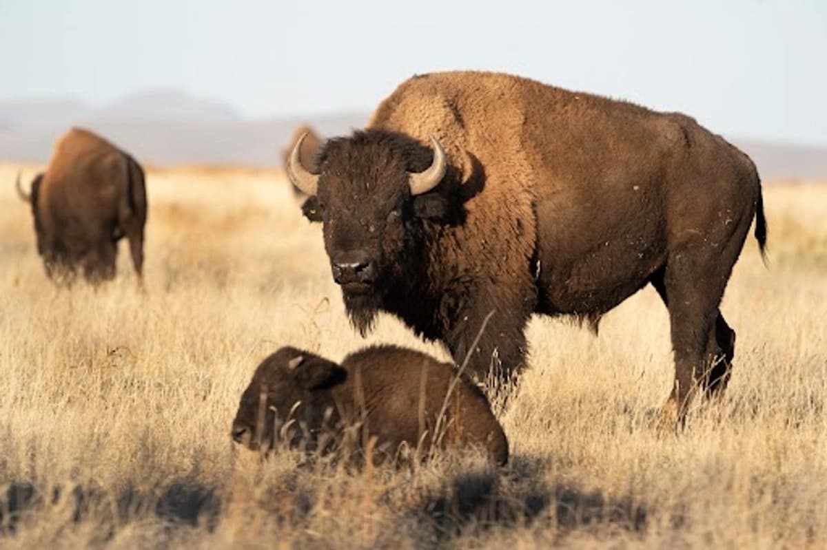 Crece población de Bisonte Americano en Chihuahua